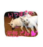 どたばたシェパ日記Ⅱ（個別スタンプ：29）