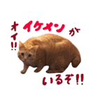 むぎセット。たまにもぐ（個別スタンプ：2）