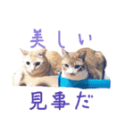 むぎセット。たまにもぐ（個別スタンプ：3）