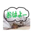 むぎセット。たまにもぐ（個別スタンプ：5）