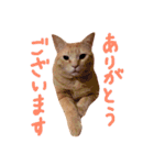むぎセット。たまにもぐ（個別スタンプ：7）