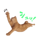 むぎセット。たまにもぐ（個別スタンプ：17）