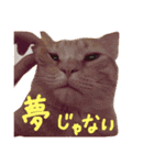 むぎセット。たまにもぐ（個別スタンプ：19）