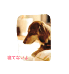 LEO＆NANA stamp 2（個別スタンプ：3）