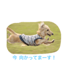LEO＆NANA stamp 2（個別スタンプ：7）