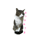 猫スタンプ(たいちゃん3)（個別スタンプ：1）