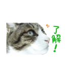 猫スタンプ(たいちゃん3)（個別スタンプ：2）
