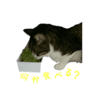 猫スタンプ(たいちゃん3)（個別スタンプ：4）