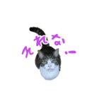 猫スタンプ(たいちゃん3)（個別スタンプ：5）