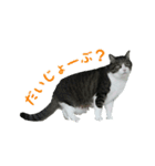 猫スタンプ(たいちゃん3)（個別スタンプ：6）