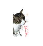猫スタンプ(たいちゃん3)（個別スタンプ：7）