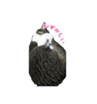 猫スタンプ(たいちゃん3)（個別スタンプ：8）