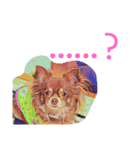 チワワのキャンディ1（個別スタンプ：1）