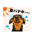 DEC【おでか犬】愛犬スタンプ第2弾（個別スタンプ：7）