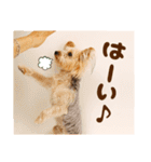 DEC【おでか犬】愛犬スタンプ第2弾（個別スタンプ：14）