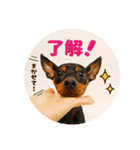 DEC【おでか犬】愛犬スタンプ第2弾（個別スタンプ：15）
