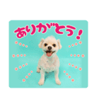 DEC【おでか犬】愛犬スタンプ第2弾（個別スタンプ：16）