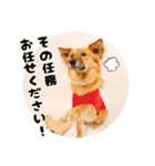 DEC【おでか犬】愛犬スタンプ第2弾（個別スタンプ：19）