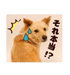 DEC【おでか犬】愛犬スタンプ第2弾（個別スタンプ：24）