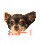 わんこの、のんちゃん（個別スタンプ：2）
