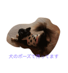 わんこの、のんちゃん（個別スタンプ：4）