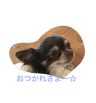 わんこの、のんちゃん（個別スタンプ：5）