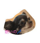 わんこの、のんちゃん（個別スタンプ：6）