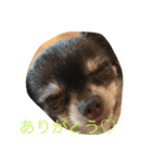 わんこの、のんちゃん（個別スタンプ：8）