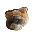 巻き毛猫ローディ（個別スタンプ：2）