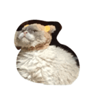 巻き毛猫ローディ（個別スタンプ：3）