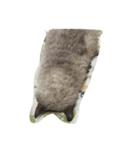 巻き毛猫ローディ（個別スタンプ：4）