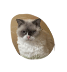巻き毛猫ローディ（個別スタンプ：6）