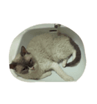 巻き毛猫ローディ（個別スタンプ：7）