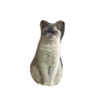巻き毛猫ローディ（個別スタンプ：8）