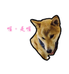 Chai dog SUN（個別スタンプ：1）