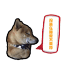 Chai dog SUN（個別スタンプ：2）