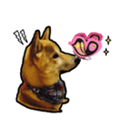 Chai dog SUN（個別スタンプ：3）