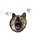 Chai dog SUN（個別スタンプ：4）