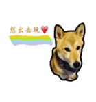 Chai dog SUN（個別スタンプ：6）