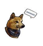 Chai dog SUN（個別スタンプ：7）
