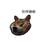 Chai dog SUN（個別スタンプ：8）