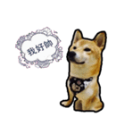 Chai dog SUN（個別スタンプ：9）