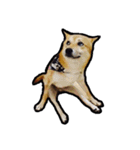 Chai dog SUN（個別スタンプ：10）