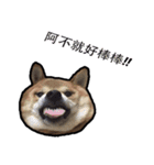 Chai dog SUN（個別スタンプ：11）
