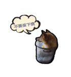 Chai dog SUN（個別スタンプ：12）