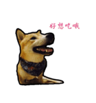 Chai dog SUN（個別スタンプ：13）