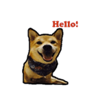 Chai dog SUN（個別スタンプ：15）
