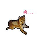 Chai dog SUN（個別スタンプ：16）