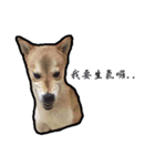 Chai dog SUN（個別スタンプ：18）