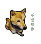 Chai dog SUN（個別スタンプ：19）